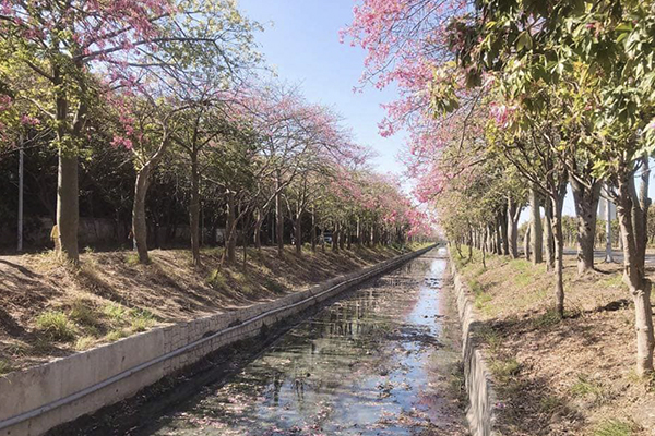 美人樹花期可長達三個月，碰上東北季風花朵隨風飄落一地，增添街頭浪漫氣息。 (圖／雲林縣政府文化觀光局)