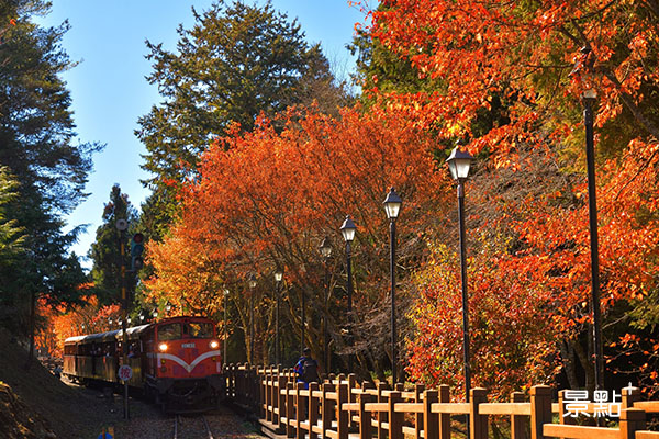 阿里山賞楓季結合林鐵限定百年蒸汽火車的高山鐵道楓紅體驗。