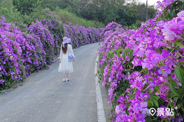 花開正盛的蒜香藤步道十分壯觀。(圖／yijiun_lee)