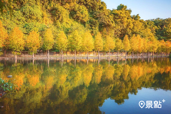 月眉濕地公園落羽松秘境 (圖／bing__ben)