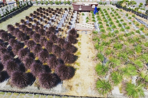 園區還種植了類似波波草的植栽