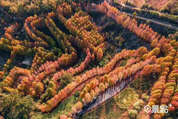 落羽松空拍秘境神景！1063階木造階梯好走好玩