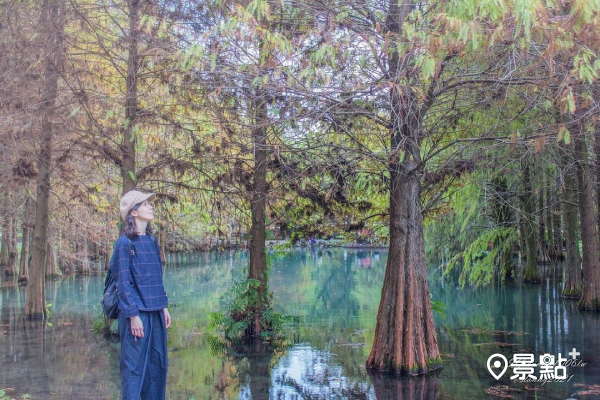 鈺展苗圃落羽松漸層之美