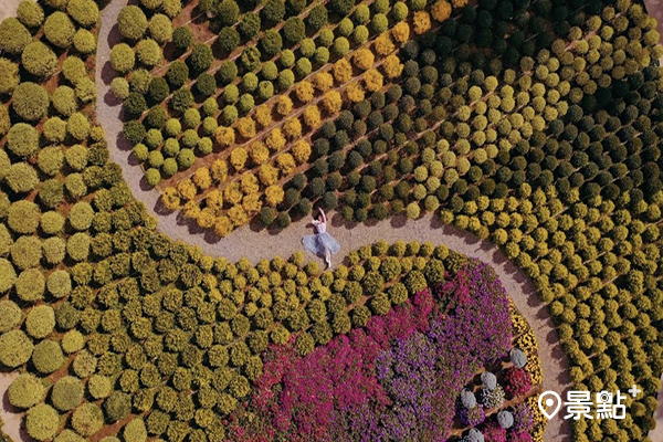 花露農場的彩色波波草空拍美景。 (圖／hannahbabyya，下同)