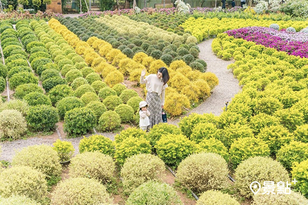 波波草步道排列出療癒的繽紛湯圓感。 (圖／dct1226，以下同)