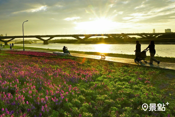一邊賞花，一邊欣賞金黃色彩的淡水河面，是北市河濱獨有的浪漫景致！