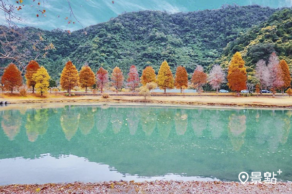 蜊埤湖在環湖廣植了一排絕美的落羽松，時常吸引不少攝影人來此拍美照。(圖／gominkin)
