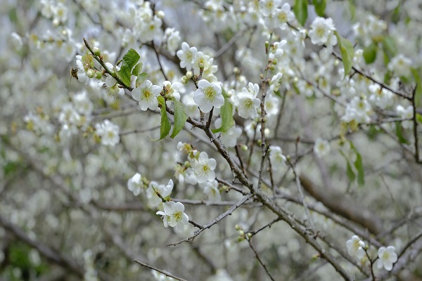 目前梅花已滿開，直至1月中為止皆可至角板山賞梅。