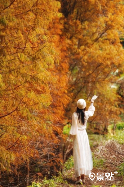鹿寮坑生態豐富，隨著秋冬落羽松變色，漫步在步道中宛如走進奇幻的秘密花園。 (圖／phiteao)