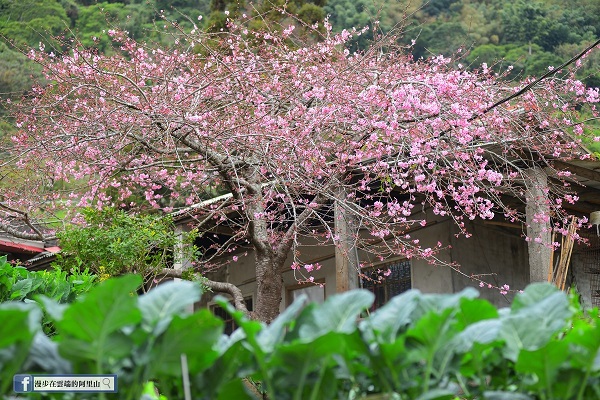 河津櫻擁有比日本典型櫻花「吉野櫻」稍濃的美麗桃粉色花瓣。