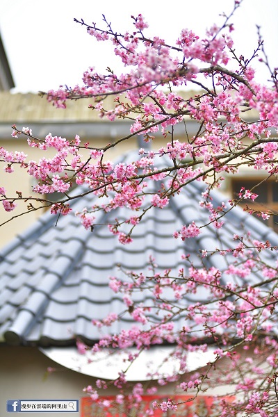 河津櫻是花期最早的日系品種櫻花之一