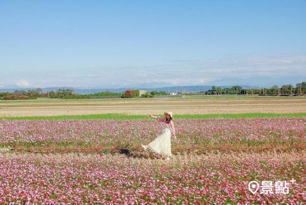 主要有種植大波斯菊、黃波斯菊、向日葵及百日草。