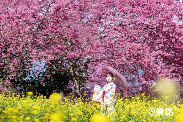 阿本農場櫻花與油菜花盛開，產生對比色效果。 (圖／sky_kuei)