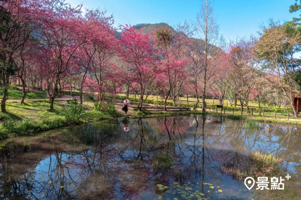 目前初估櫻花園的櫻花已開近5成，1月中下旬可能會完全盛開。