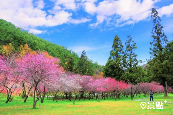 紅梅尬山櫻花超美粉色花海美景！千株梅花綻放似提早櫻花季