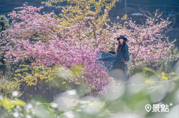 阿里山櫻花綻放了！提早迎接櫻花季五大景點