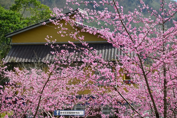 樂野迷糊步道的河津櫻花況 (圖／漫步在雲端的阿里山)