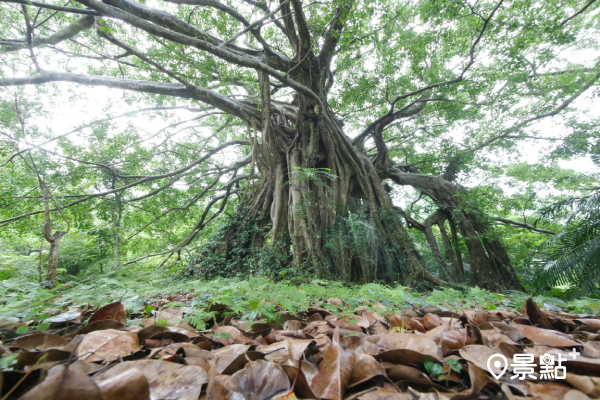 知本國家森林遊樂區 - 百年白榕