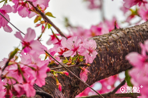 茶園搭配櫻花，讓人有置身在日本賞櫻的錯覺。 (圖／happy541019)