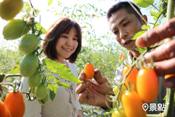河堤農場主人林文清過去曾在日商食品公司擔任廠長，對自己的番茄園也用同樣嚴格的標準把關品質及食安。
