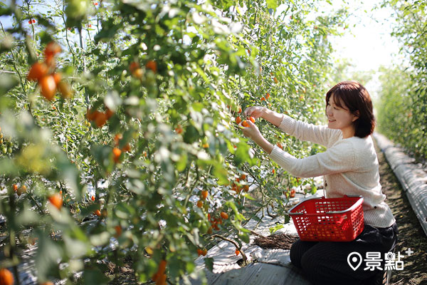採摘橙蜜香番茄輕鬆又有趣，順便拍夢幻網美照也很合適。