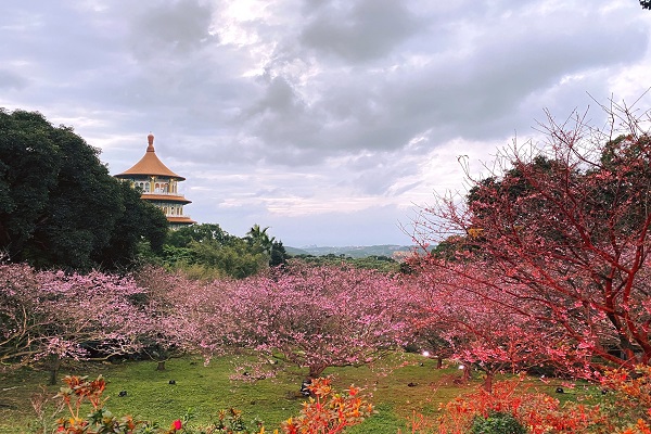 淡水無極天元宮附近主要有天山三色櫻和吉野櫻兩種櫻花