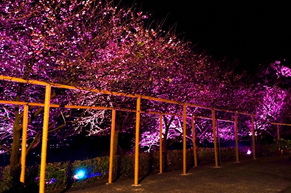 天元宮特有的粉紅花海搭配夜間七彩夢幻燈光，點亮、傳遞幸福正能量。