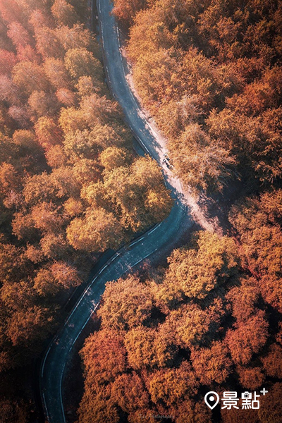 九芎落羽松 (圖／shengkai_travel)