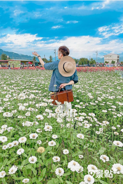 以「愛在美濃花開時」為主題，打造向日葵、百日草、小油菊、波斯菊及青箱等五大花區。 (圖／bj5940_777)