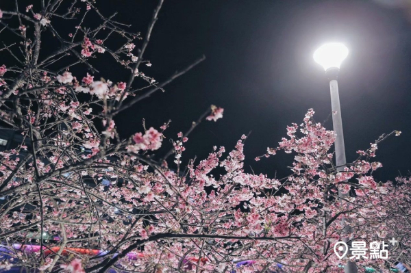 樂活公園賞夜櫻