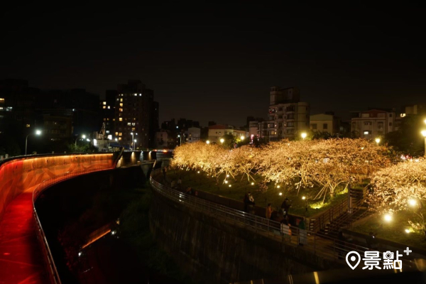 浪漫櫻花樹沿著內溝溪相繼綻放