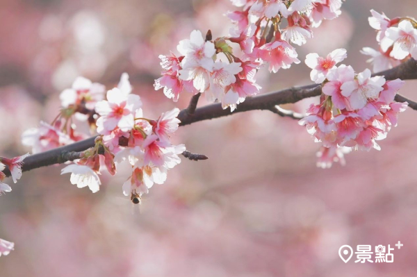 樂活公園夜櫻是西洋情人節的好去處