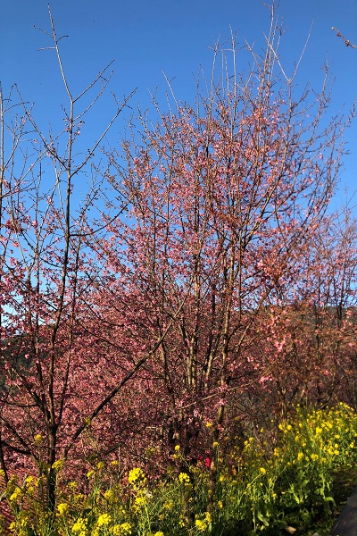 粉色櫻花搭配金黃油菜花雙色美景 (圖／財伯觀光果園)