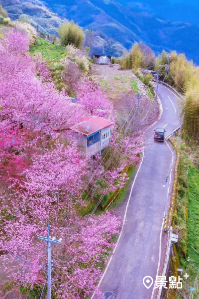 果園可欣賞櫻花海和壯觀山景 (圖／tpo5088)