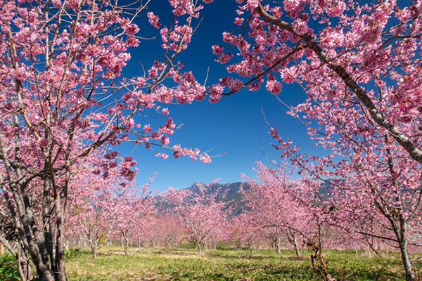 千櫻園盛開期約在2月底至3月中。