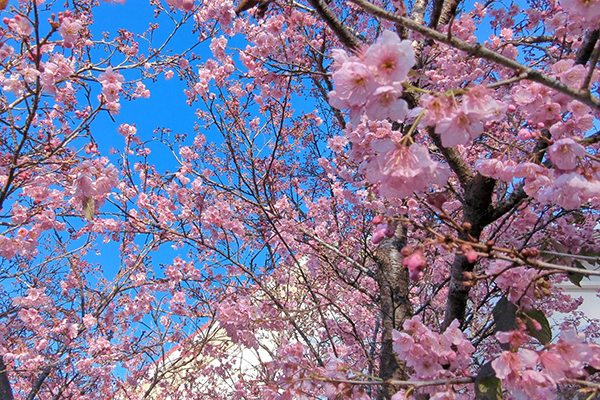 台灣富士櫻花朵圓胖呈粉紅色。