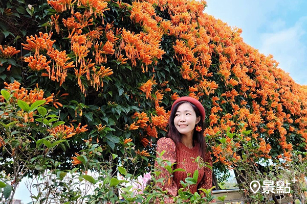 永吉公園結合鶯歌地區季節花海打造植物與昆蟲特色的八大主題區