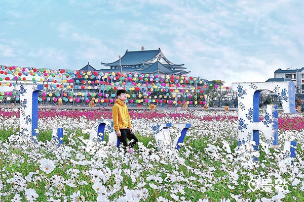 秀水玉陵宮加上花海和燈籠隧道畫面更有層次美感。 (圖／sunlightbai)