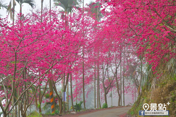 青山坪的重瓣緋寒櫻，2月9日拍攝。