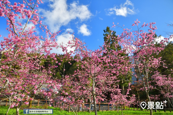 阿里山工作站的櫻花，2月9日拍攝。