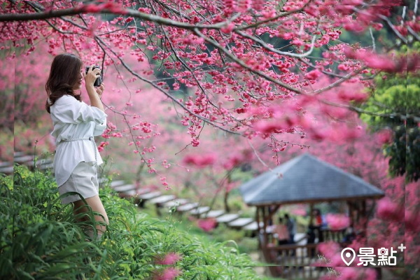 沐心泉農場櫻花綻放出粉色花苞，渲染整座山頭。