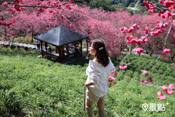 沐心泉農場櫻花是新社的賞櫻景點之一