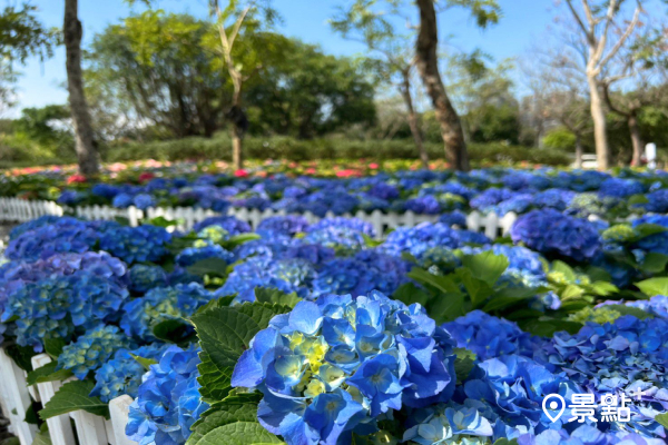 繡球花海提早賞！夢幻杜鵑花季春季必訪