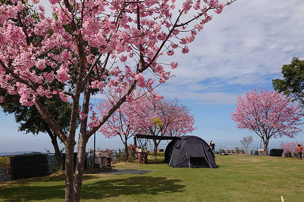 櫻花盛開時的露營區。(圖／司馬限360景觀露營區)