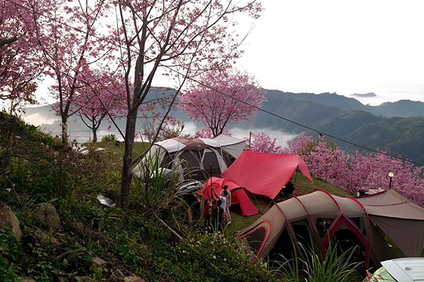 櫻花盛開時與雲海並存得露營美景。(圖／司馬限360景觀露營區)