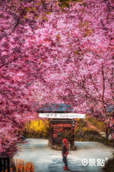 霞喀羅櫻花谷是11年來首次開放的櫻花秘境 (圖／imma_pon)