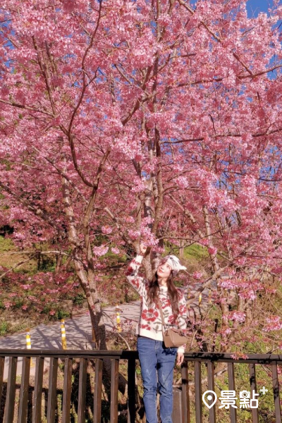 霞喀羅櫻花谷現正盛開中，形成粉紅色的花毯。 (圖／pattytseng5)