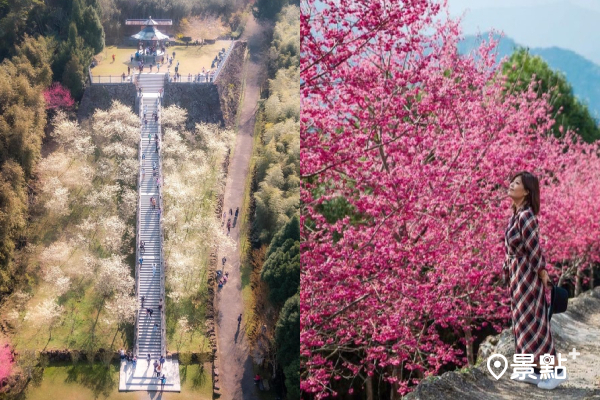 白櫻緋寒櫻雙色花海綻放！仙氣逼人絕美長階梯山頂公園