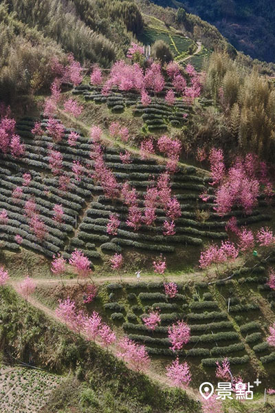 空拍櫻花茶園，草莓抹茶配色超療癒。