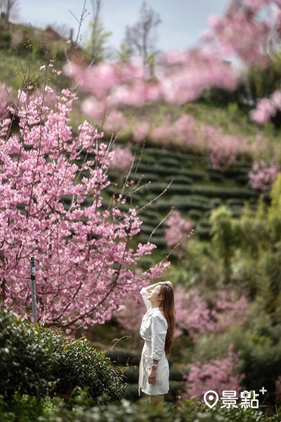 泰崗櫻花茶園。